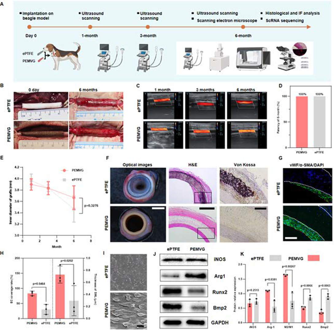 Pre-clinical translational evaluation of PEMVG in canine carotid arteries