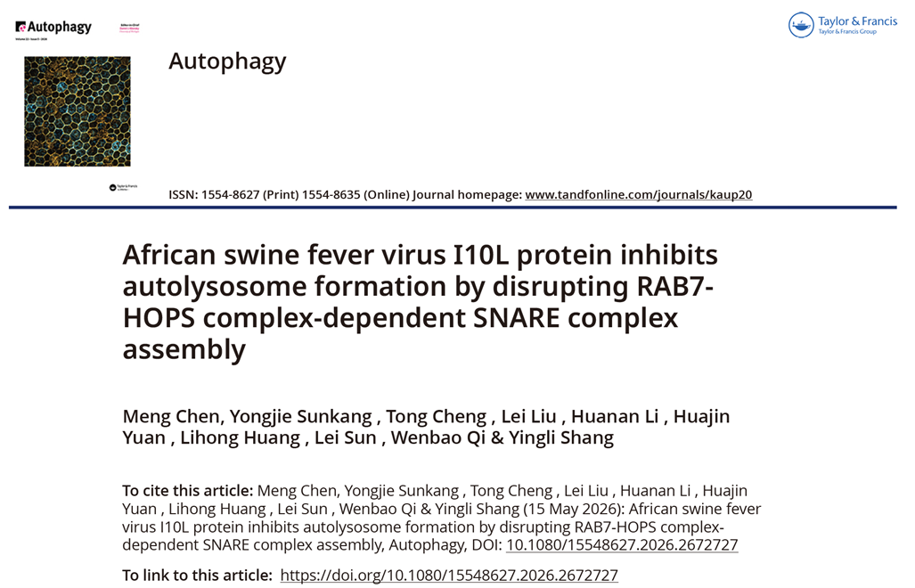 African swine fever virus I10L protein inhibits autolysosome formation by disrupting RAB7-HOPS complex-dependent SNARE complex assembly