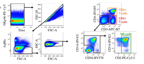 NK cell subsetting analysis