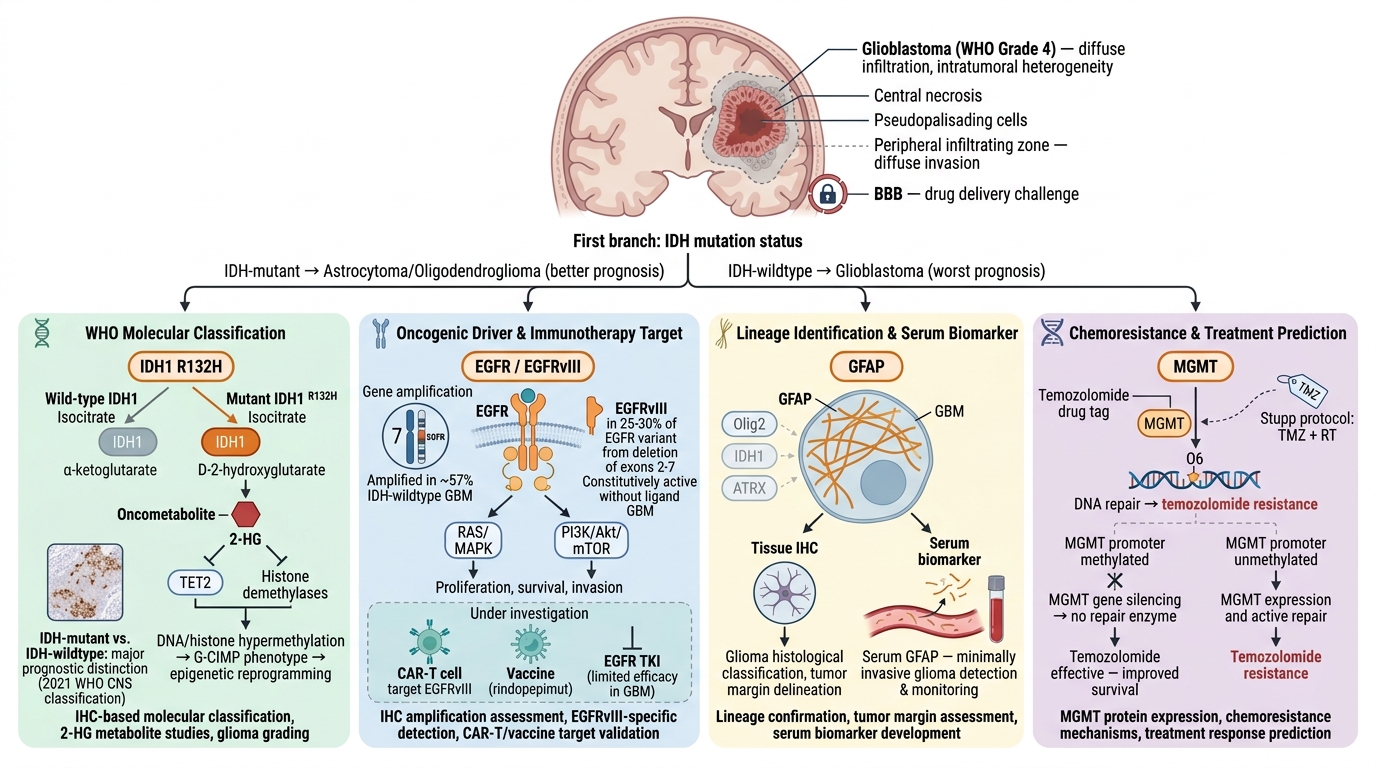 Glioblastoma Research Reagents - key pathogenic pathways and research targets