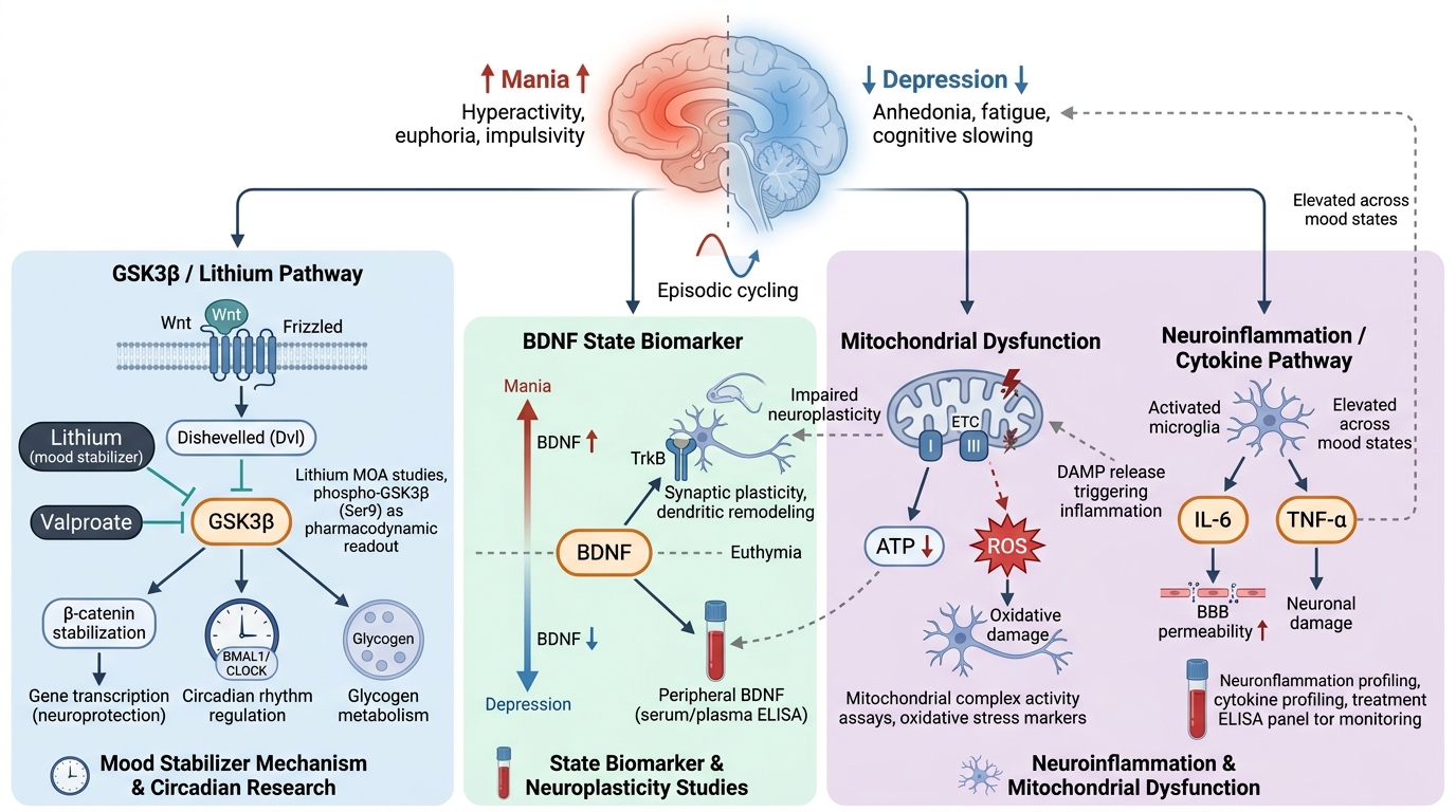 Bipolar Disorder Research Reagents - key pathogenic pathways and research targets
