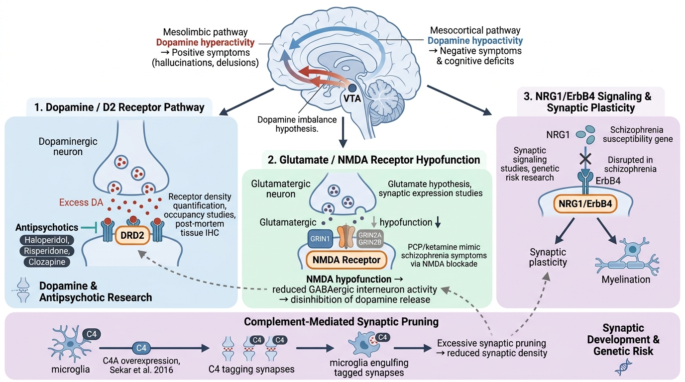 Schizophrenia Research Reagents - key pathogenic pathways and research targets