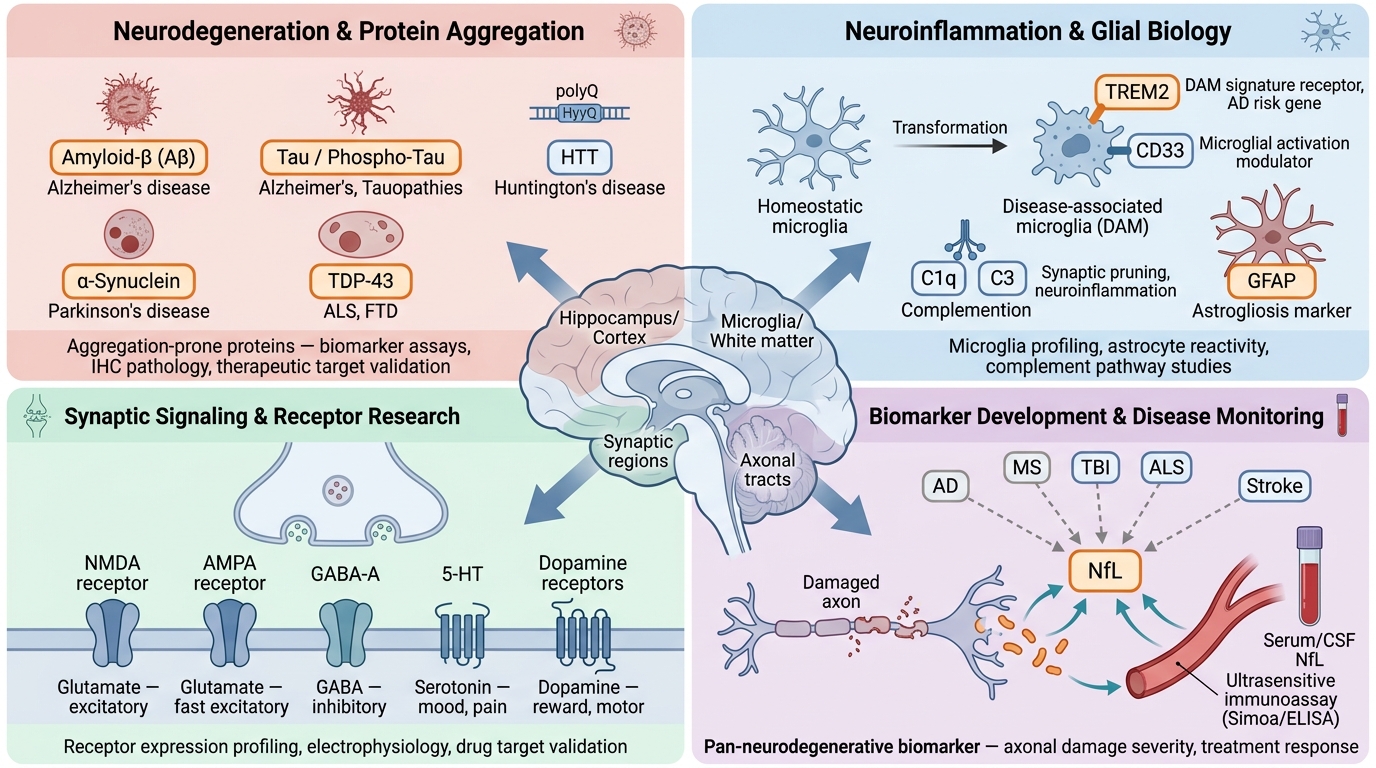 Neuroscience Research Reagents - key pathogenic pathways and research targets