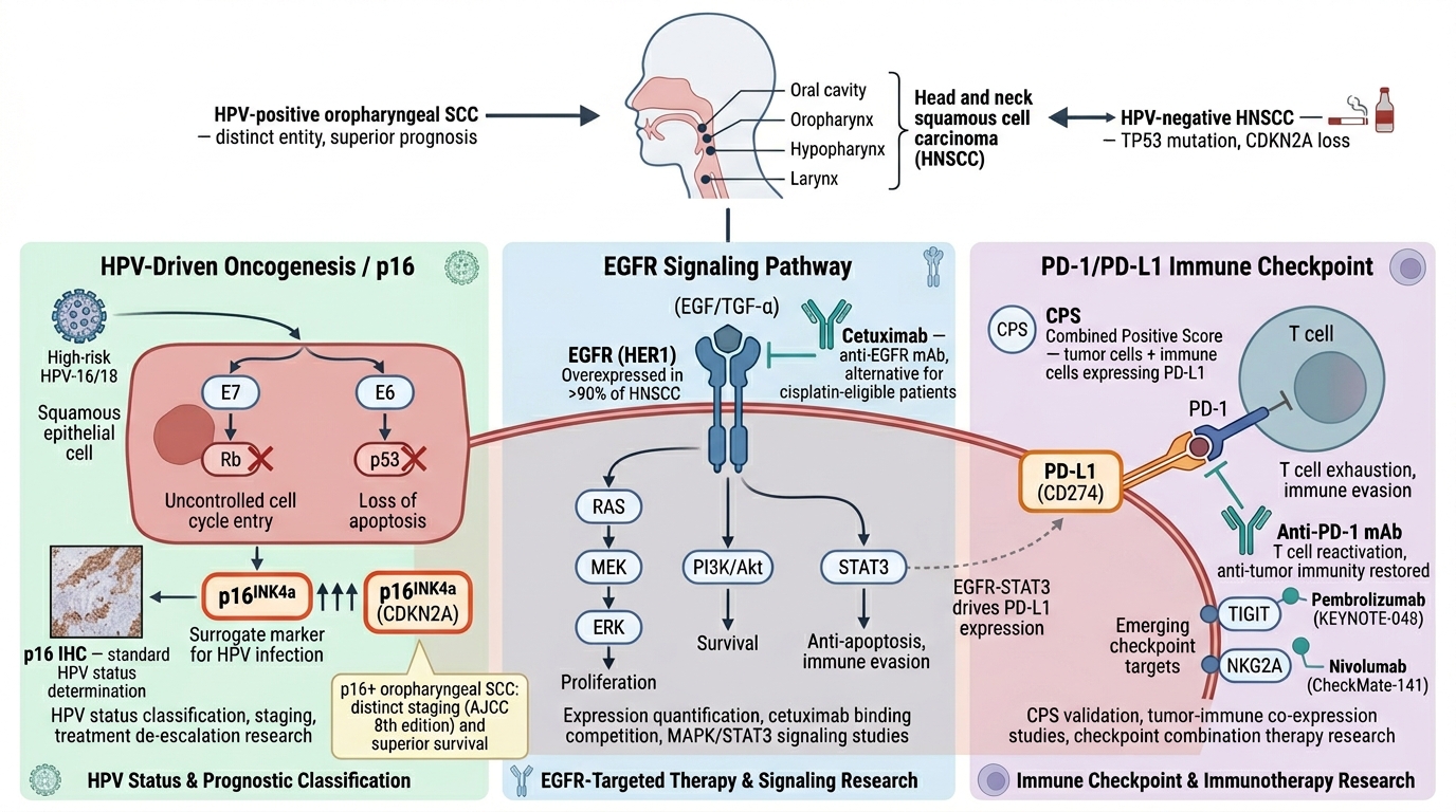 Head and Neck Squamous Cell Carcinoma Research Reagents - key pathogenic pathways and research targets
