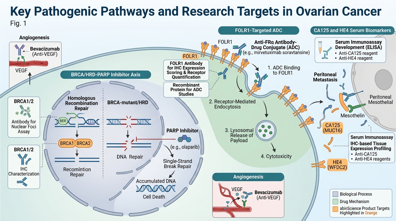 Ovarian Cancer Research Reagents - key pathogenic pathways and research targets