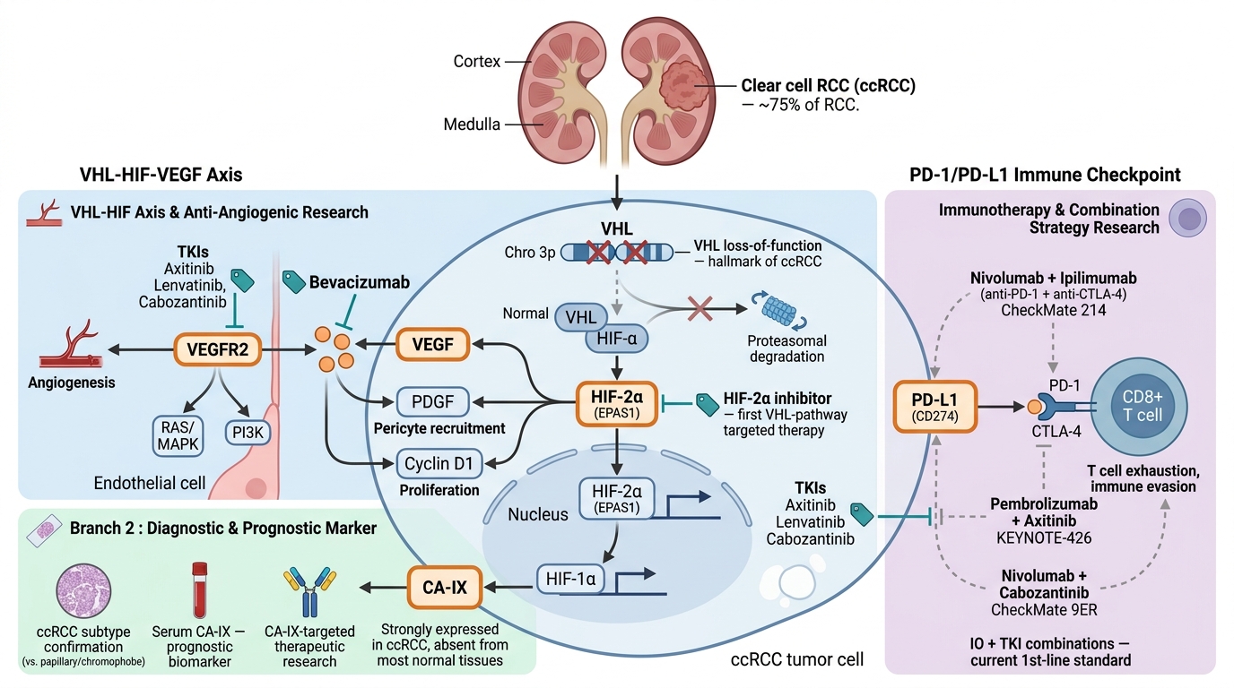 Renal Cell Carcinoma Research Reagents - key pathogenic pathways and research targets