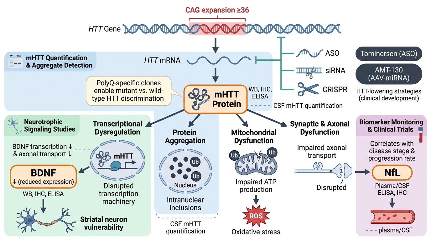 Huntington’s Disease Research Reagents - key pathogenic pathways and research targets