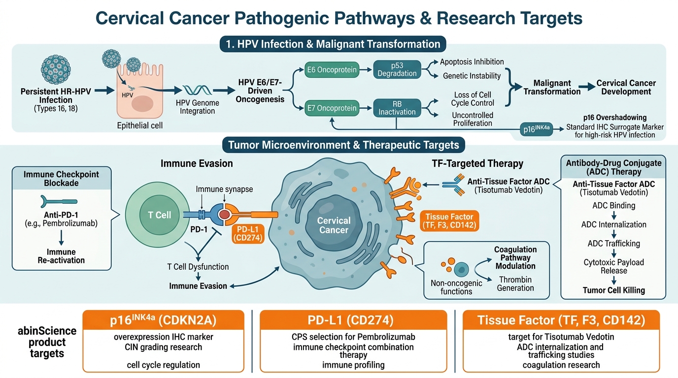 Cervical Cancer Research Reagents - key pathogenic pathways and research targets