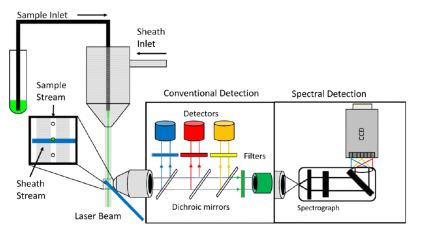 Comparison of detection principles between traditional and spectral flow cytometry