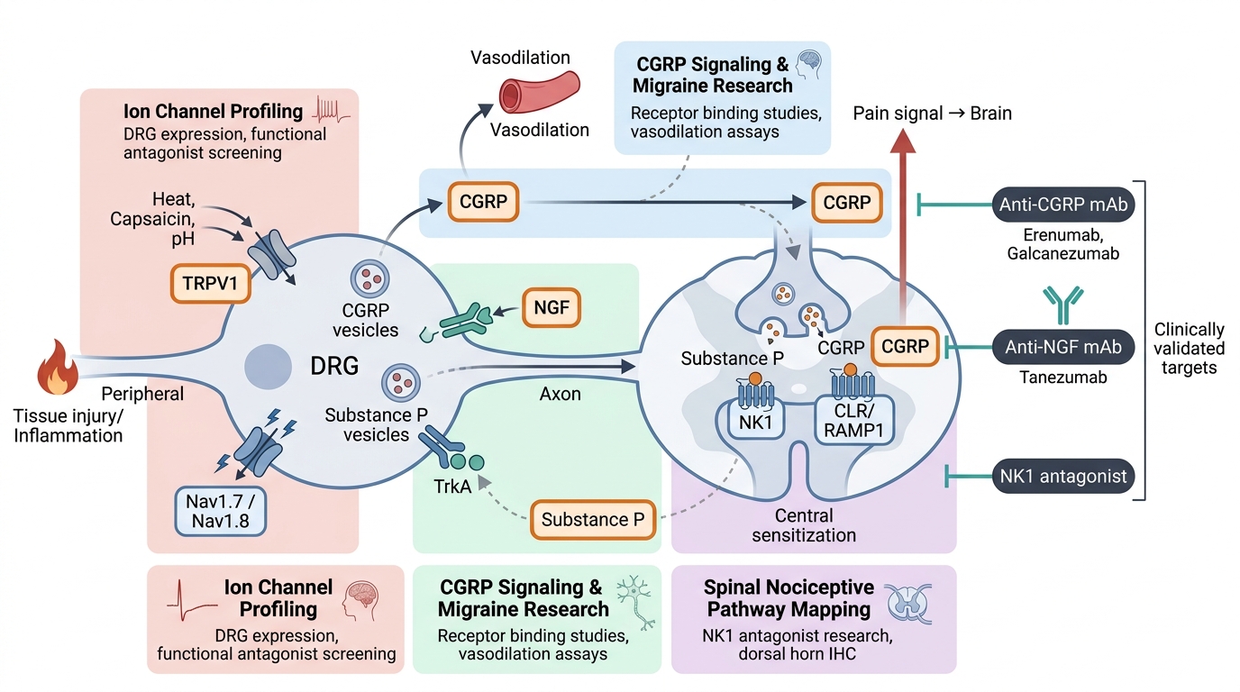 Neuropathic Pain Research Reagents - key pathogenic pathways and research targets