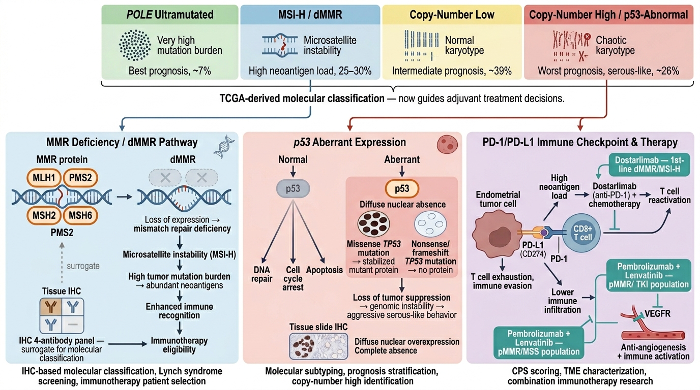 Endometrial Cancer Research Reagents - key pathogenic pathways and research targets