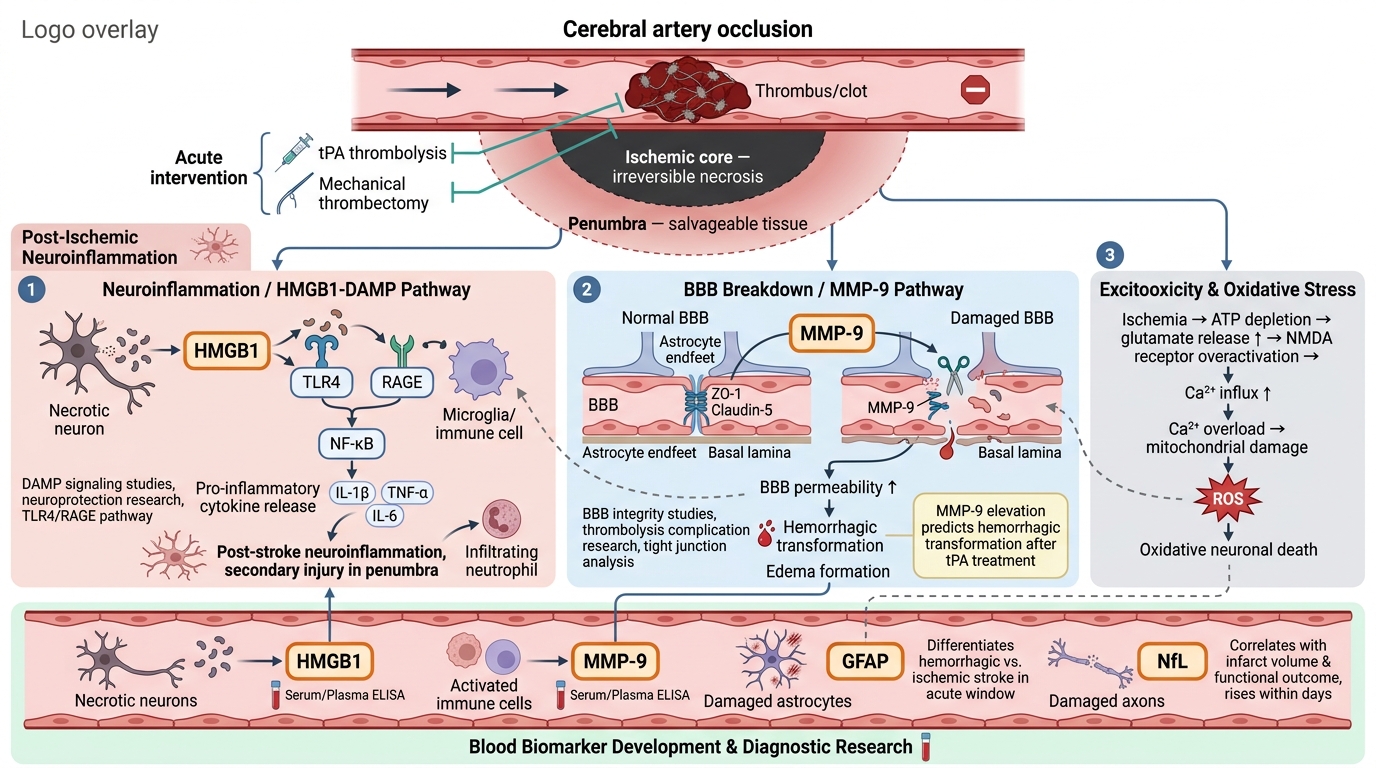 Ischemic Stroke Research Reagents - key pathogenic pathways and research targets