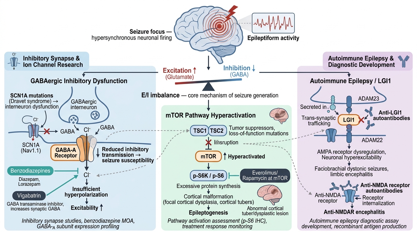 Epilepsy Research Reagents - key pathogenic pathways and research targets