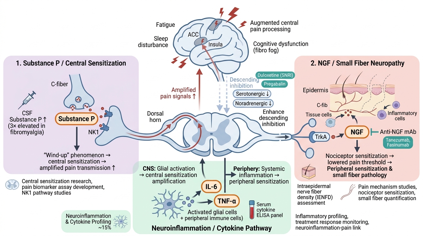 Fibromyalgia / Chronic Widespread Pain Research Reagents - key pathogenic pathways and research targets