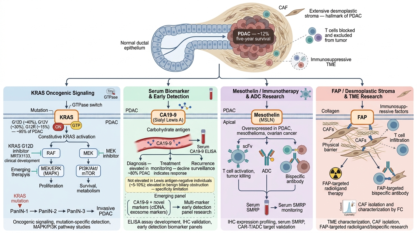 Pancreatic Cancer Research Reagents - key pathogenic pathways and research targets