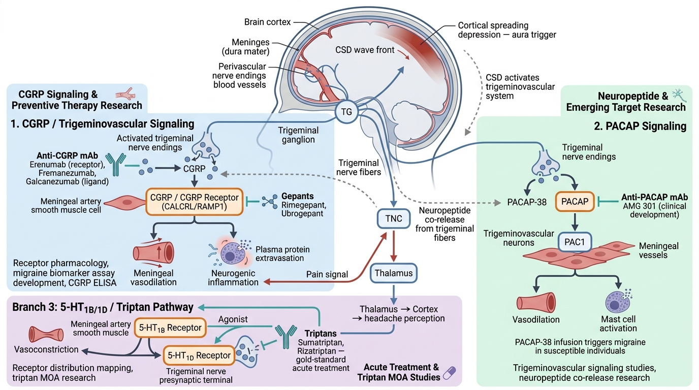 Migraine Research Reagents - key pathogenic pathways and research targets