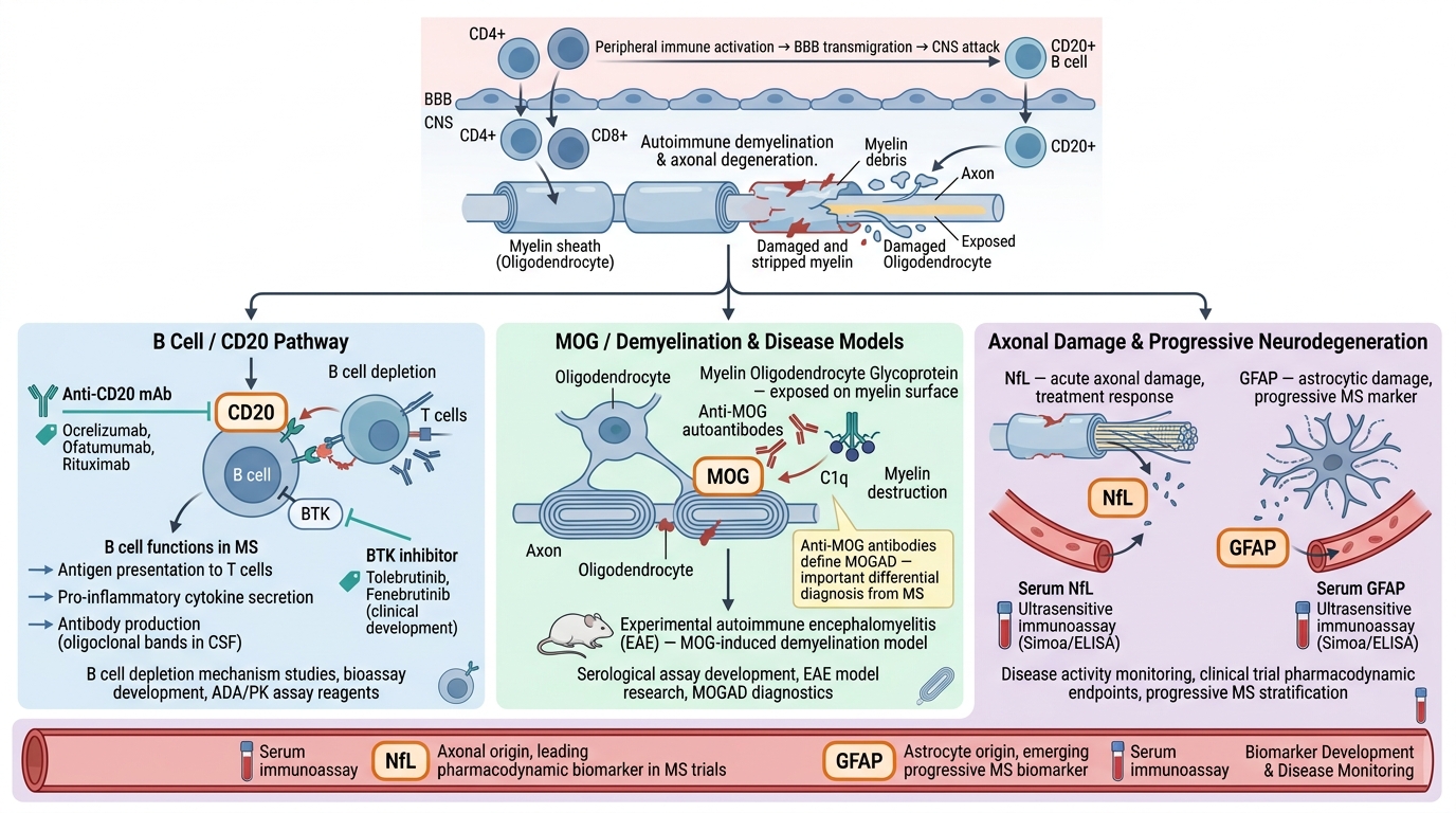 Multiple Sclerosis Research Reagents - key pathogenic pathways and research targets