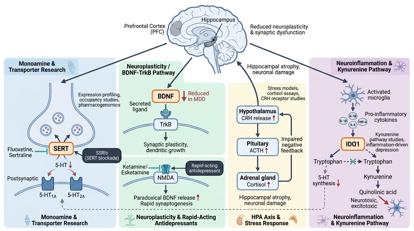 Major Depressive Disorder Research Reagents - key pathogenic pathways and research targets