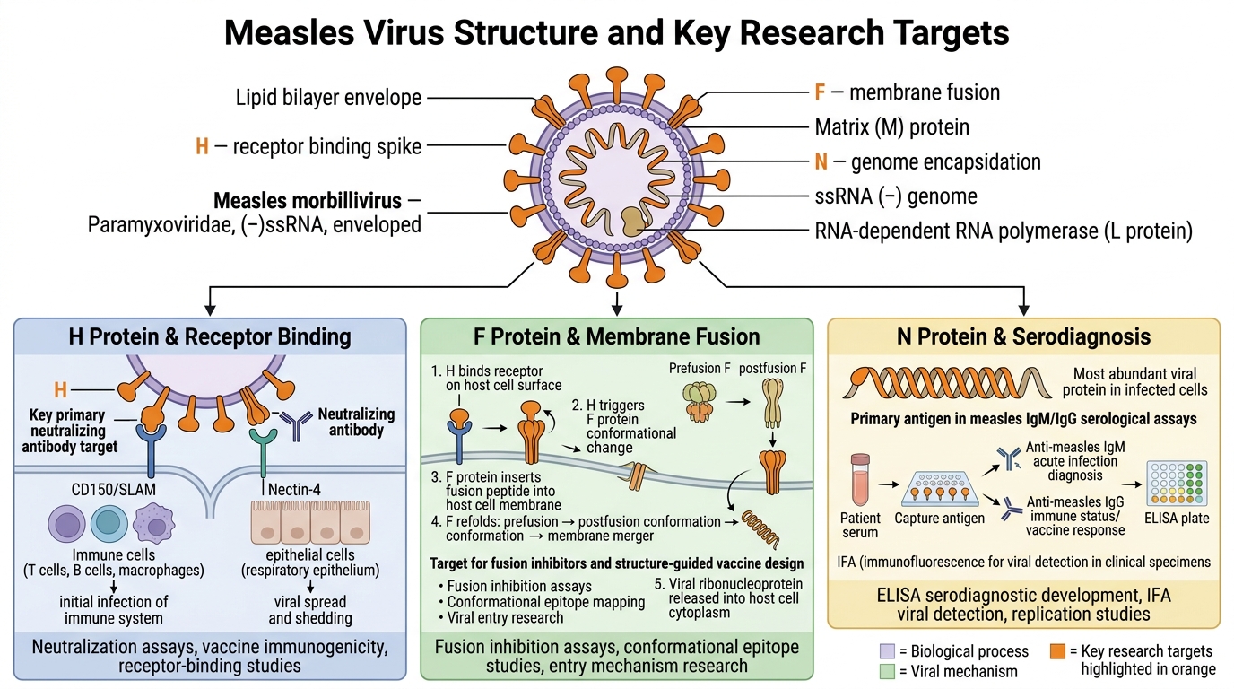 Measles virus structure and key research targets — hemagglutinin H protein, fusion F protein, nucleoprotein N, receptor binding and membrane fusion