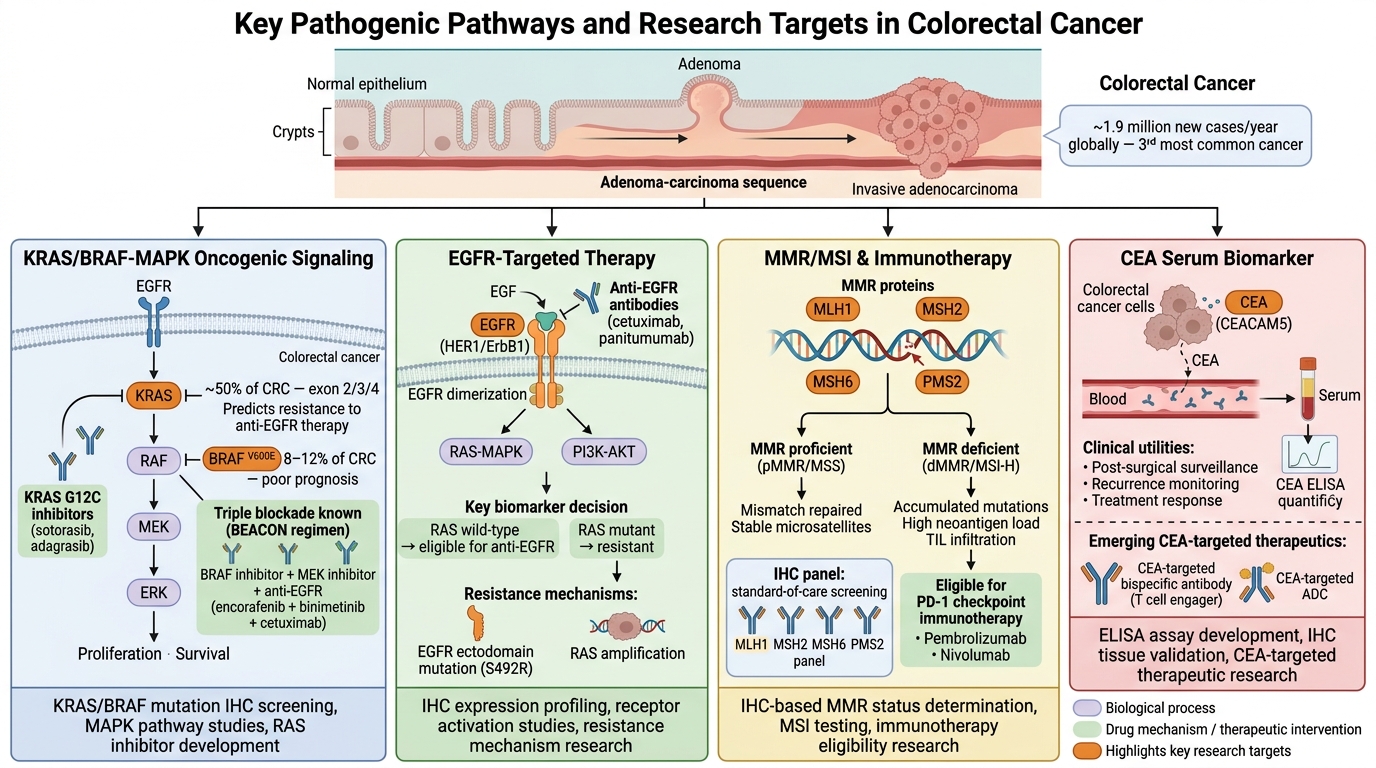 Colorectal Cancer Research Reagents — key pathogenic pathways and research targets including RAS-MAPK signaling, EGFR-targeted therapy, MMR/MSI status, and CEA biomarker