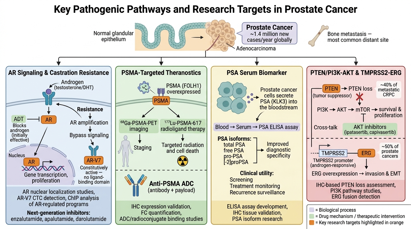 Prostate Cancer Research Reagents — key pathogenic pathways and research targets including AR signaling, PSMA theranostics, PSA biomarker, and PTEN/PI3K-AKT