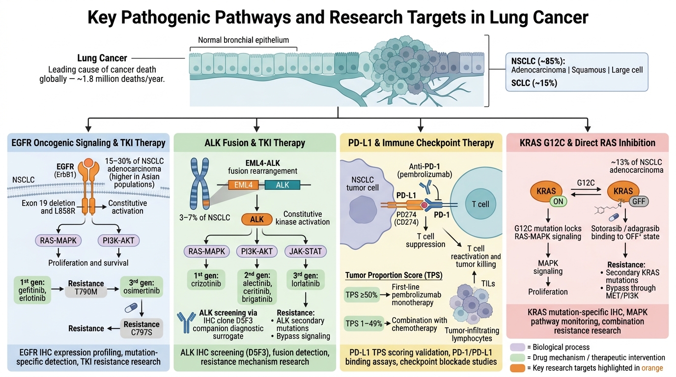 Lung Cancer Research Reagents — key pathogenic pathways and research targets including EGFR mutations, ALK fusions, PD-L1 immune checkpoint, and KRAS G12C