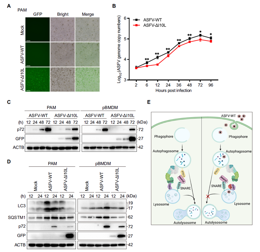 Loss of ASFV I10L restores virus-mediated autophagy
