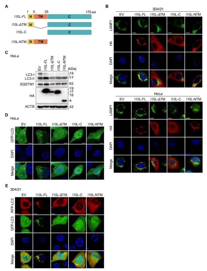 The TM domain and C-terminus are both essential for I10L-mediated autophagy blockade