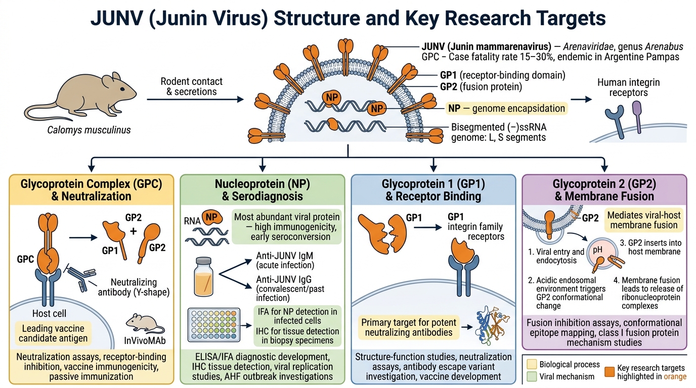 JUNV virion structure and key research targets — Glycoprotein complex, nucleoprotein, and L polymerase, with Calomys rodent transmission