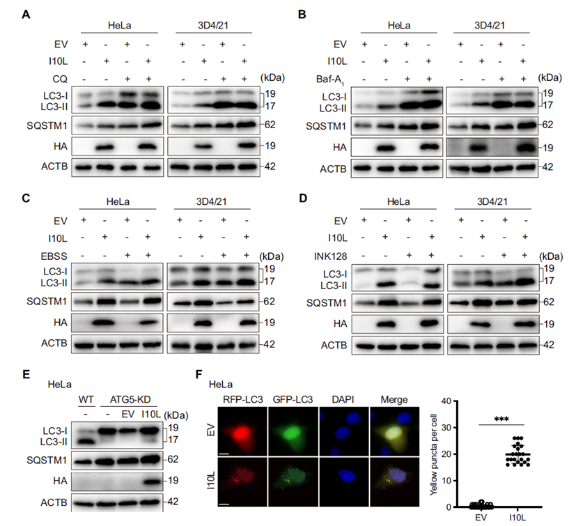I10L expression suppresses autophagic flux