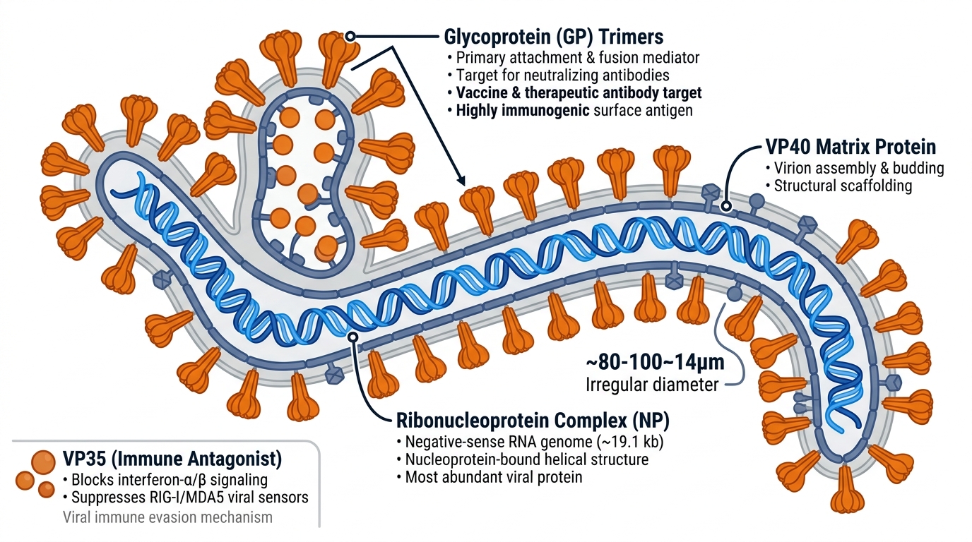 Marburg virus (MARV) structure — glycoprotein spikes, nucleoprotein core, filamentous morphology