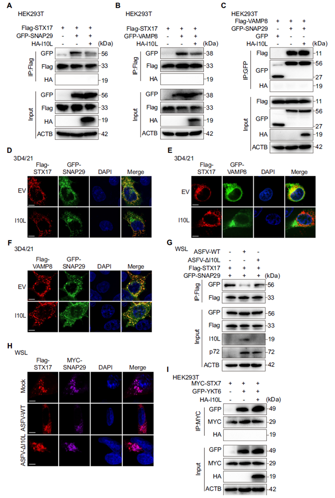I10L inhibits formation of the STX17-SNAP29-VAMP8 complex
