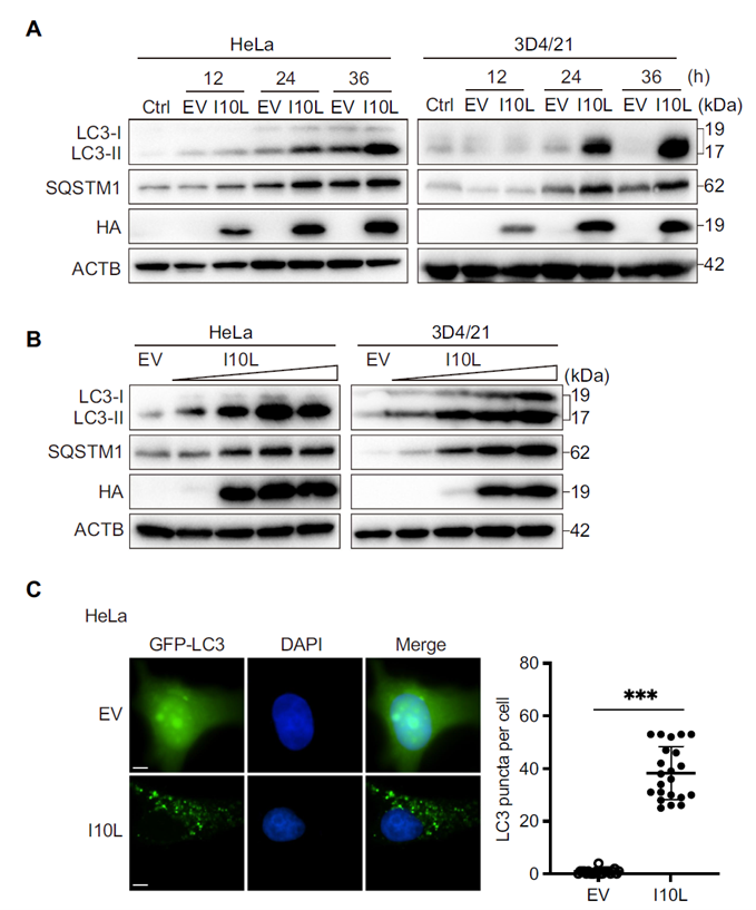 ASFV I10L expression induces accumulation of autophagy markers