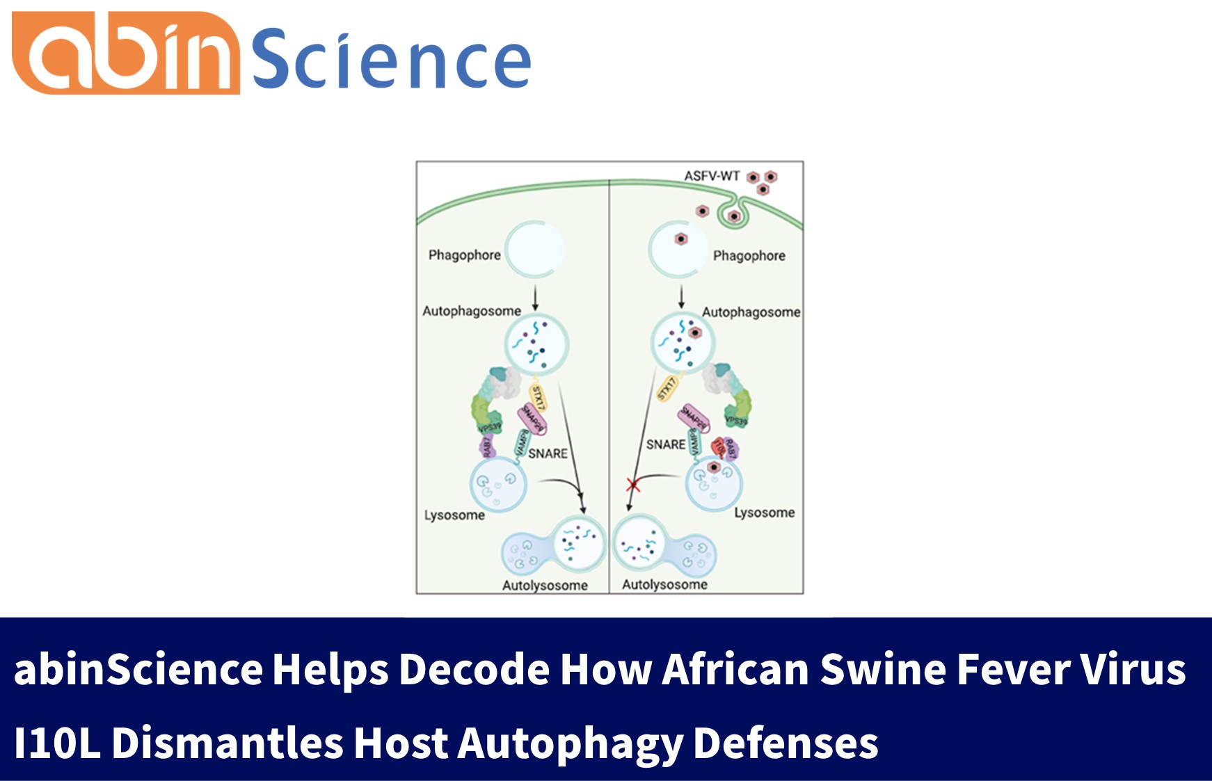 abinScience Helps Decode How African Swine Fever Virus I10L Dismantles Host Autophagy Defenses