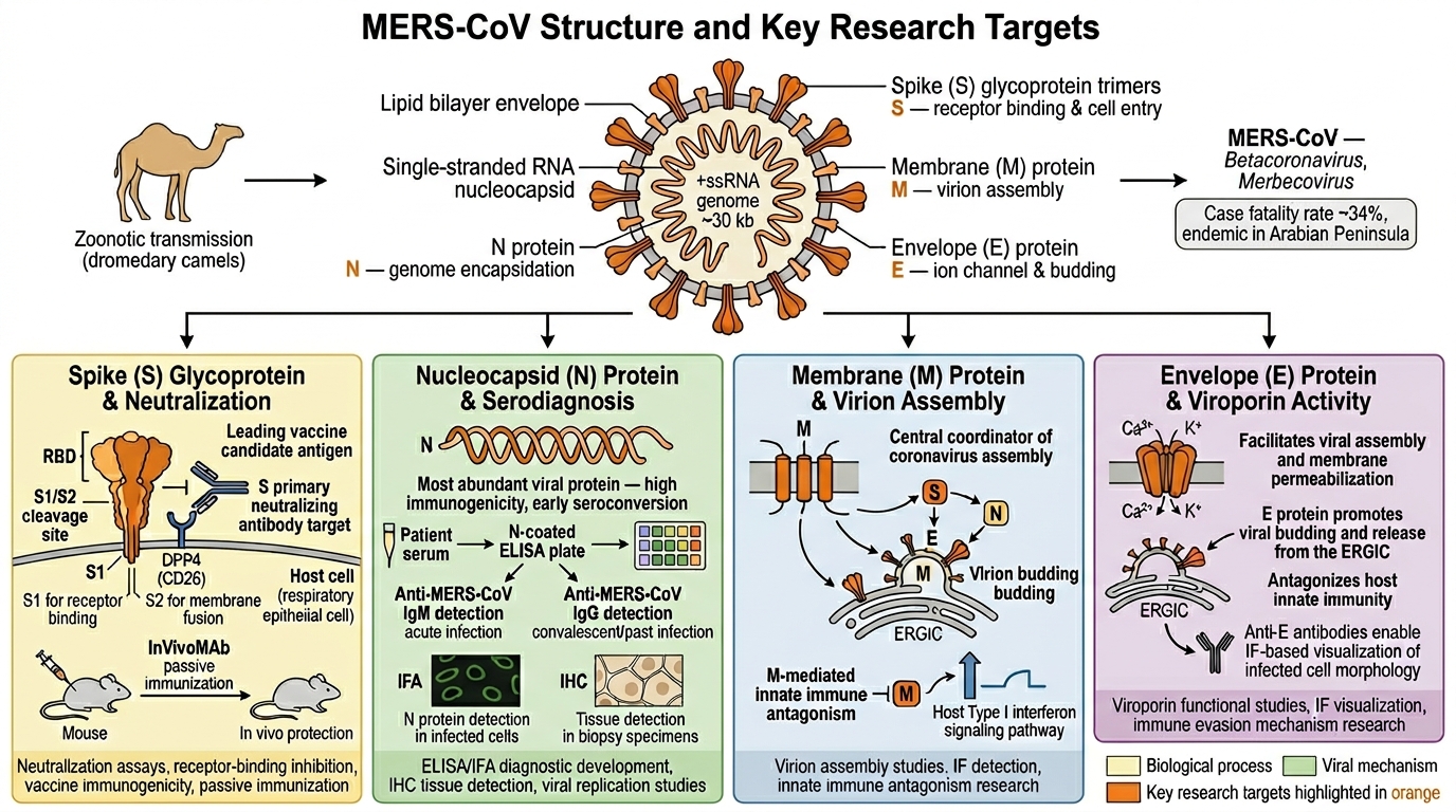 MERS-CoV virion structure and key research targets — Spike glycoprotein, nucleocapsid, membrane and envelope proteins, and host immune response
