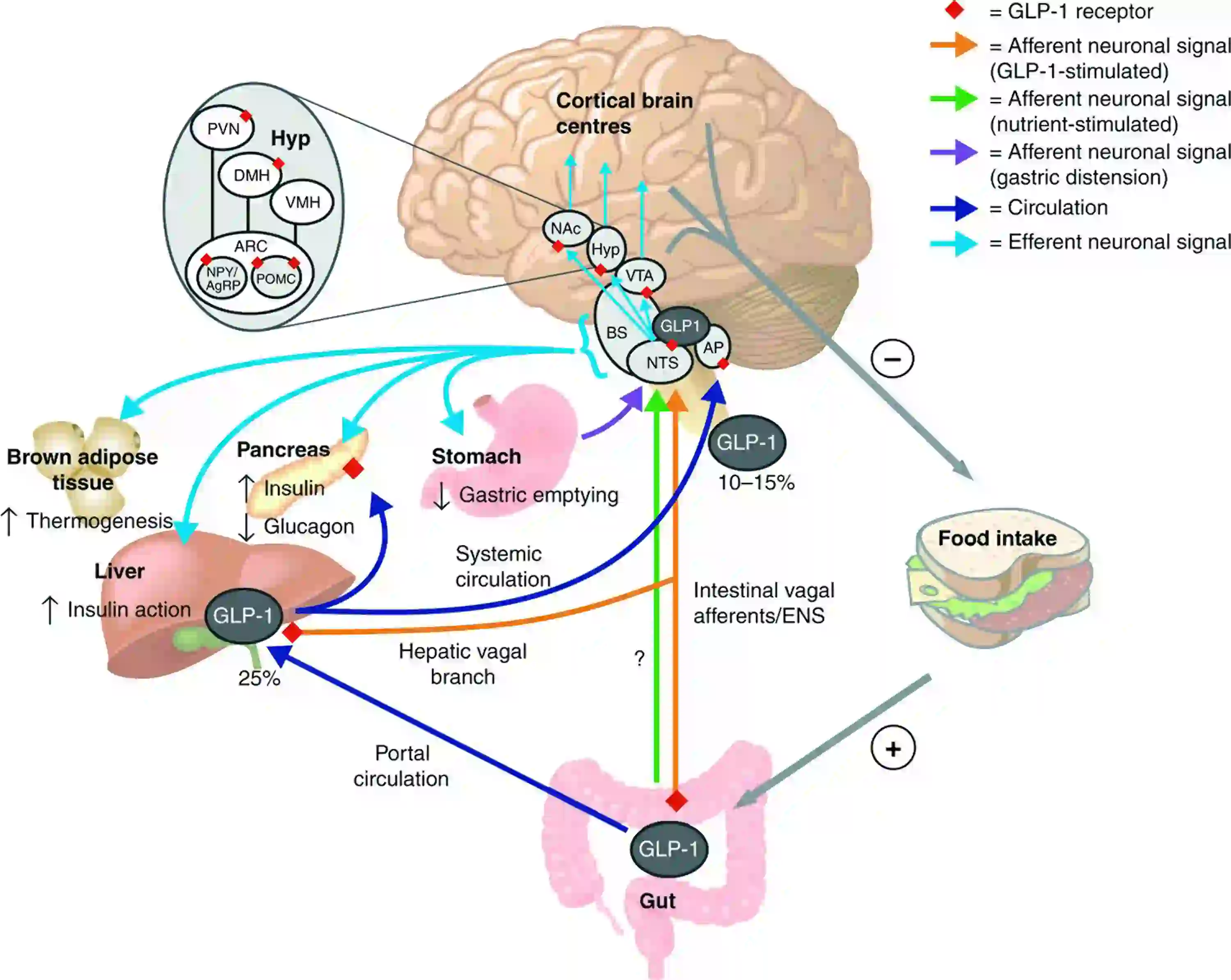 Schematic mechanism of GLP-1 in the central regulation of food intake and glucose metabolism