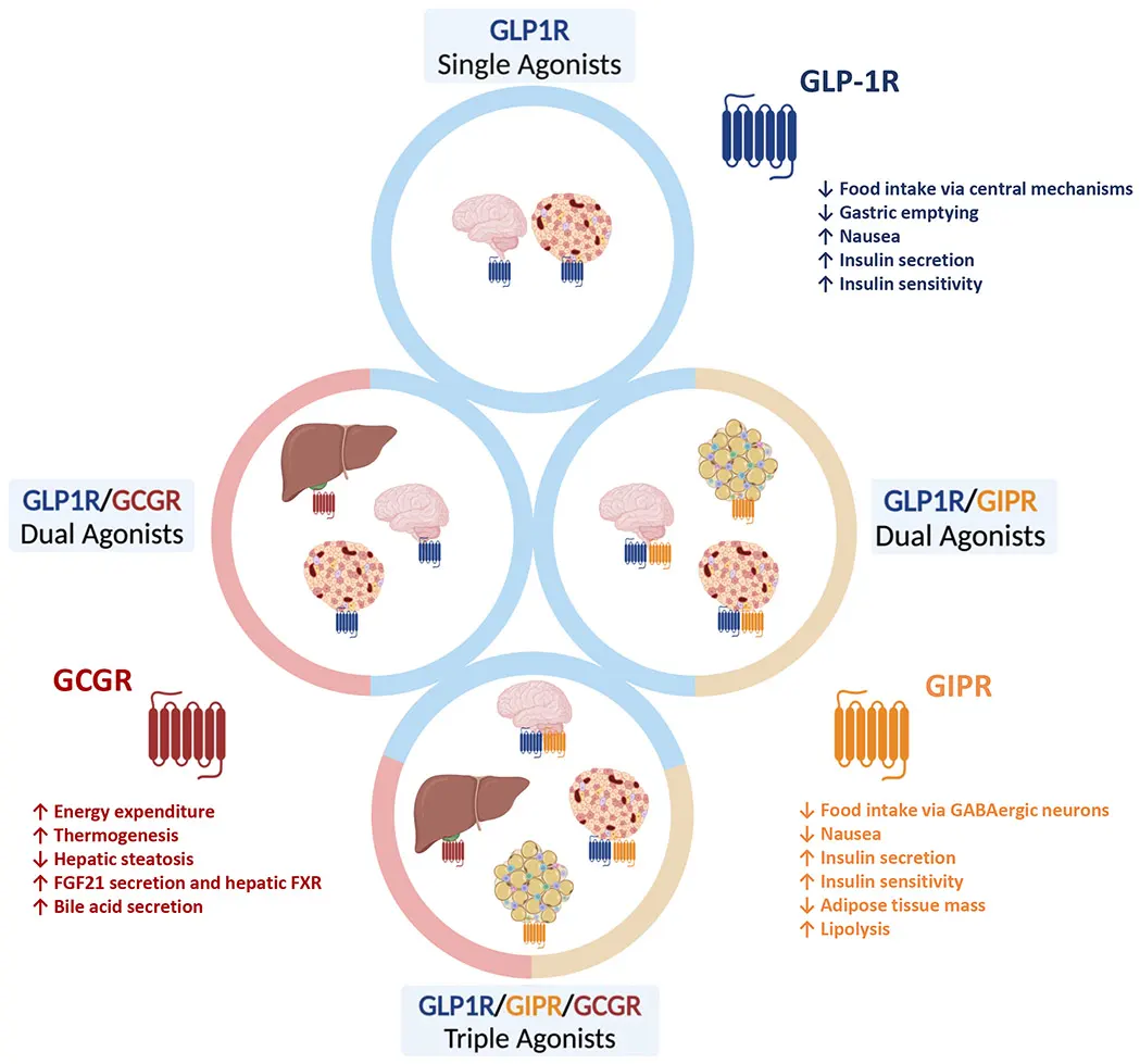 Main sites of action and tissue-specific effects of different agonists