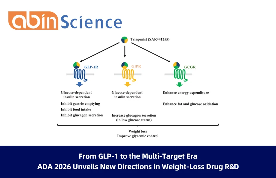 From GLP-1 to the Multi-Target Era: ADA 2026 Unveils New Directions in Weight-Loss Drug R&D