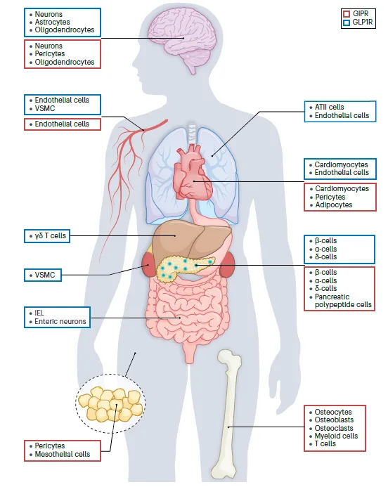 Tissue-specific expression of GLP-1R and GIPR