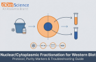 Nuclear and Cytoplasmic Fractionation for Western Blot: Protocol, Purity Markers & Troubleshooting