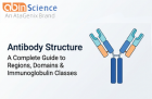 Antibody Structure: A Complete Guide to Regions, Domains, and Immunoglobulin Classes
