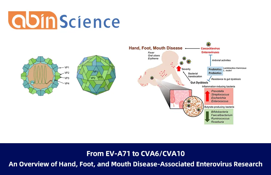 From EV-A71 to CVA6/CVA10: An Overview of Hand, Foot, and Mouth Disease-Associated Enterovirus Research