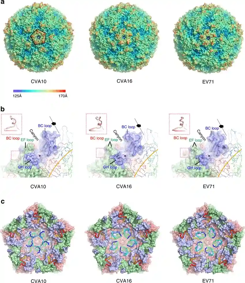 Structural of HFMD pathogens
