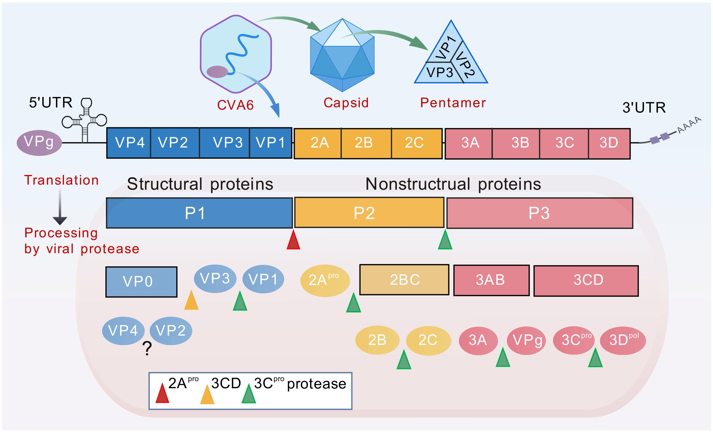 Diagram of CVA6 genome structure