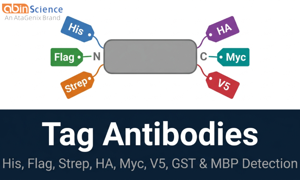 Tag Antibodies &mdash; Complete Guide to His, Flag, Strep, HA, Myc & More