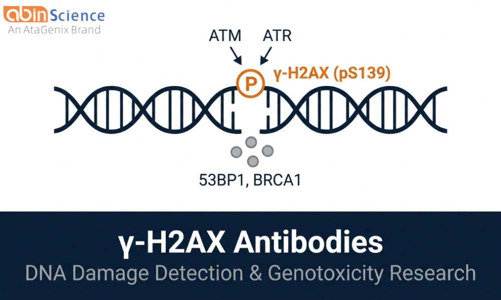 Gamma H2AX (&gamma;-H2AX) Antibodies & Nanobodies &mdash; DNA Damage Research Tools
