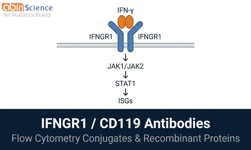 IFNGR1 / CD119 Antibodies & Proteins &mdash; Flow Cytometry Conjugates & Recombinant Proteins