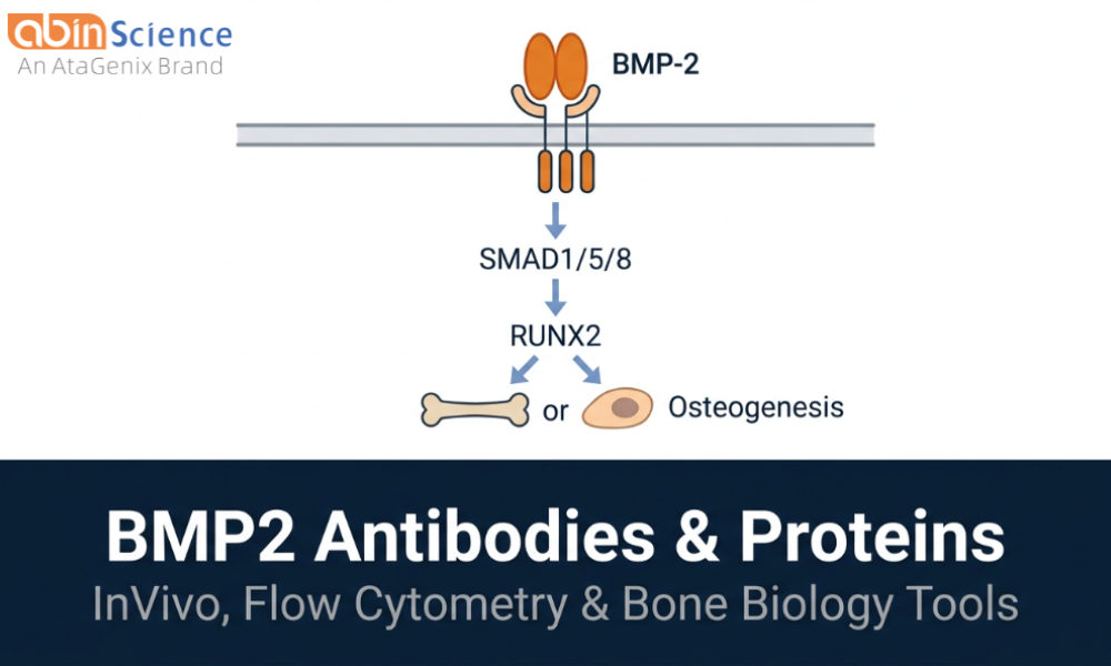 BMP2 Antibodies & Recombinant Proteins &mdash; InVivo, Flow Cytometry & Bone Biology Research