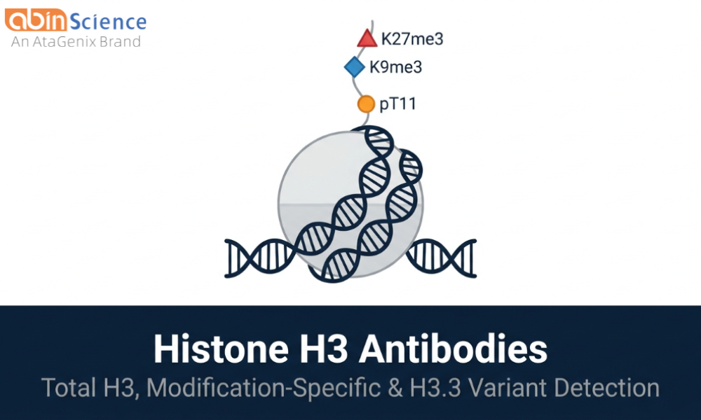 Histone H3 Antibodies &mdash; Total H3, H3K27me3, H3K9me3, Phospho-H3 & H3.3 Variant