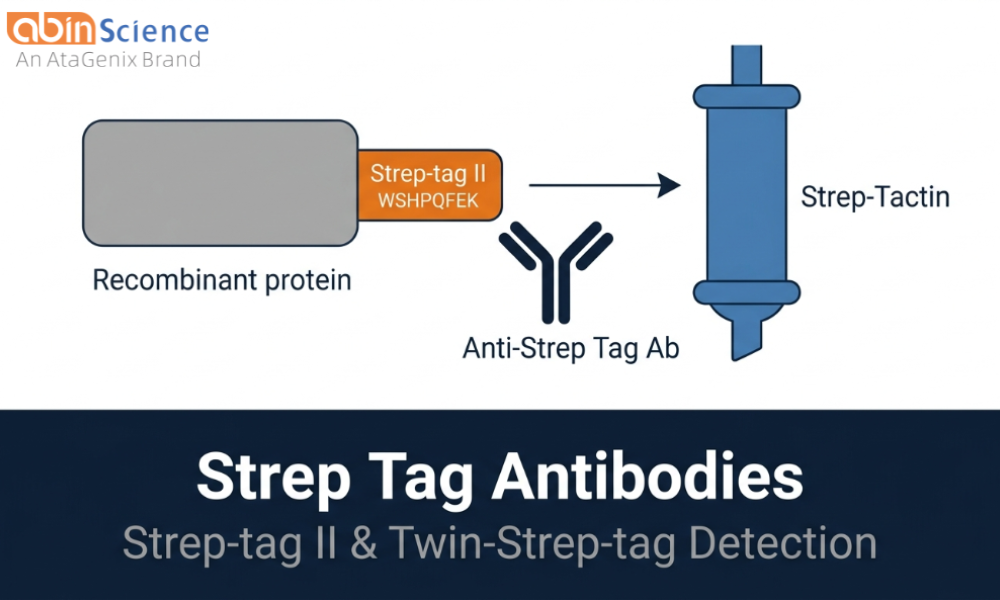 Strep Tag Antibodies &mdash; Anti-Strep-tag II & Twin-Strep-tag Detection